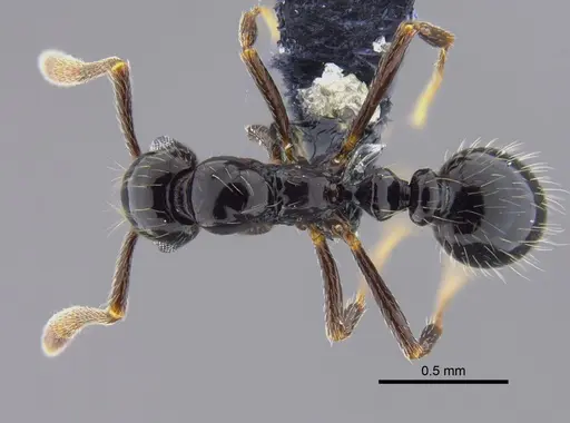 Megalomyrmex incisus specimen CBUMAGENT41866 image cbumagent41866_1