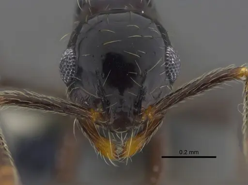 Megalomyrmex incisus specimen CBUMAGENT41866 image cbumagent41866_2