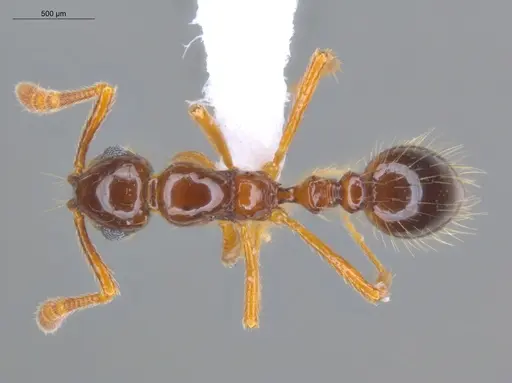 Megalomyrmex incisus specimen ECOFOG-BAF19-0067-22 image ecofog-baf19-0067-22_1