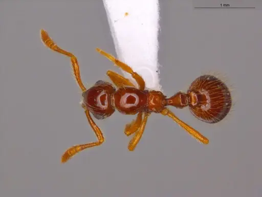 Megalomyrmex incisus specimen ECOFOG-SGR-GP2W37-10 image ecofog-sgr-gp2w37-10_1