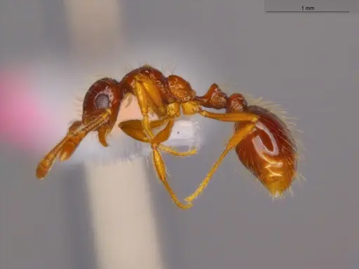 Megalomyrmex incisus specimen ECOFOG-SGR-GP2W37-10 image ecofog-sgr-gp2w37-10_3