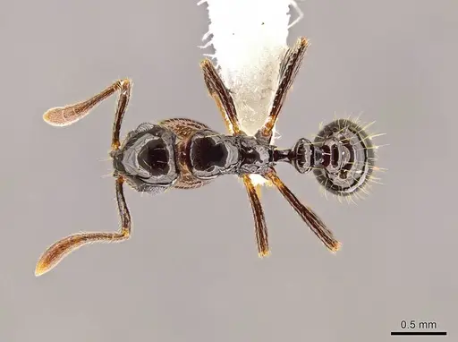 Megalomyrmex incisus specimen JTLC000014345 image jtlc000014345_1
