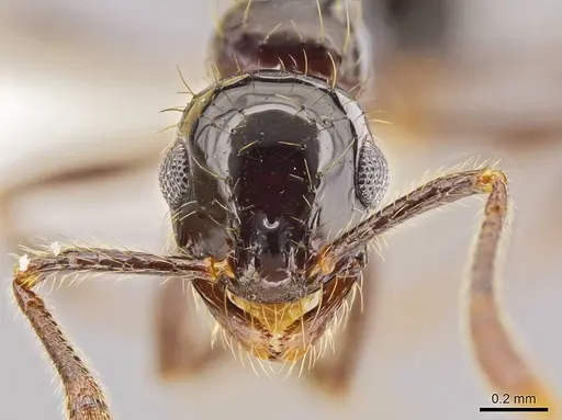 Megalomyrmex incisus specimen JTLC000014345 image jtlc000014345_2