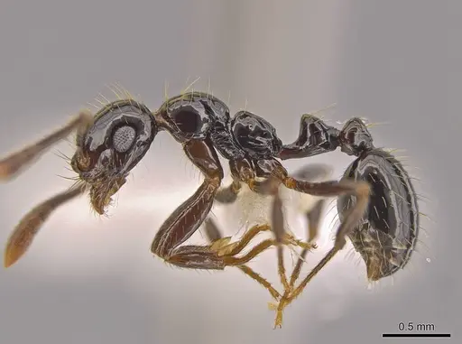 Megalomyrmex incisus specimen JTLC000014345 image jtlc000014345_3