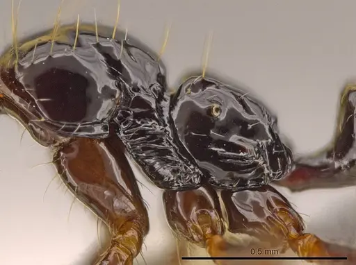 Megalomyrmex incisus specimen JTLC000014345 image jtlc000014345_4