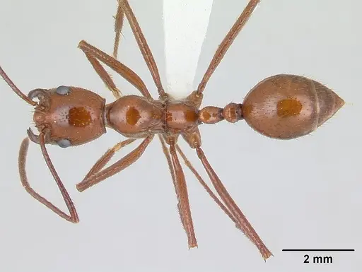 Megalomyrmex leoninus specimen CASENT0178669 image casent0178669_1
