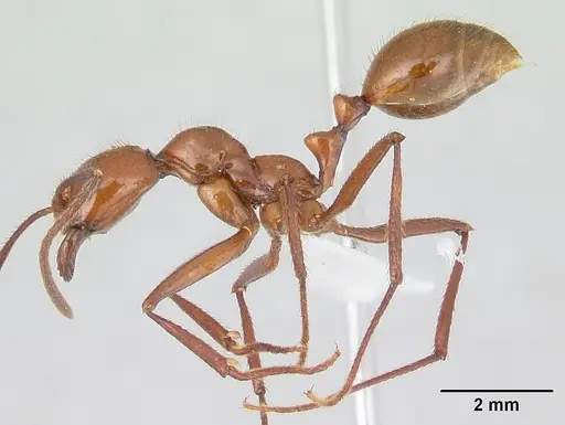 Megalomyrmex leoninus specimen CASENT0178669 image casent0178669_3