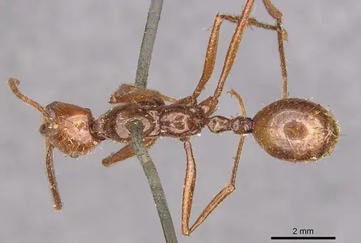 Megalomyrmex leoninus specimen CASENT0908787 image casent0908787_1