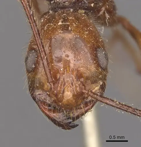 Megalomyrmex leoninus specimen CASENT0908787 image casent0908787_2