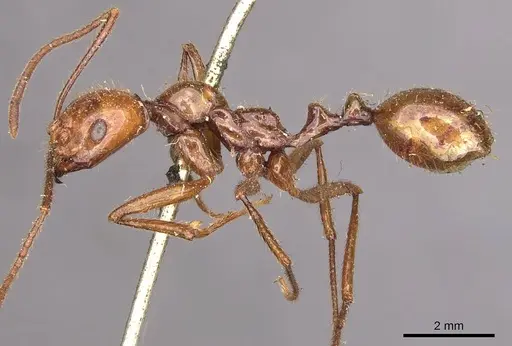 Megalomyrmex leoninus specimen CASENT0908787 image casent0908787_3