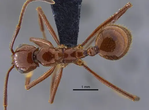 Megalomyrmex leoninus specimen CBUMAGENT41868 image cbumagent41868_1