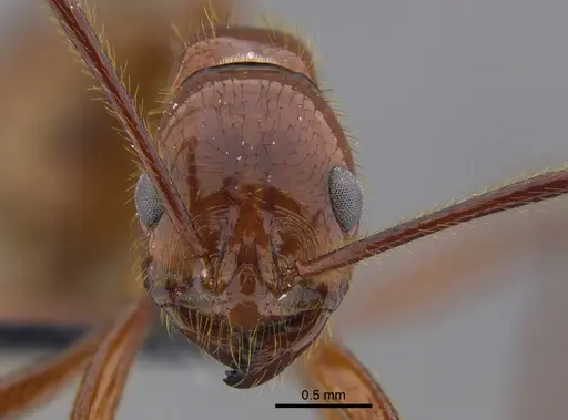 Megalomyrmex leoninus specimen CBUMAGENT41868 image cbumagent41868_2