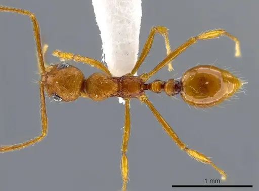 Megalomyrmex longinoi specimen CASENT0619091 image casent0619091_1