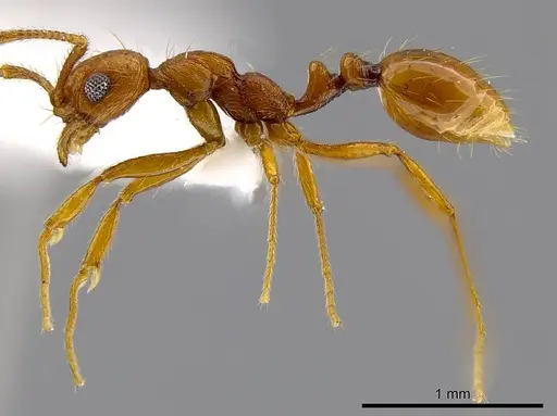 Megalomyrmex longinoi specimen CASENT0619091 image casent0619091_3