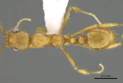 Megalomyrmex longinoi specimen CASENT0619093 image casent0619093_1