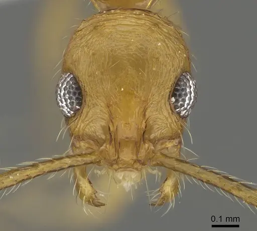Megalomyrmex longinoi specimen CASENT0619093 image casent0619093_2