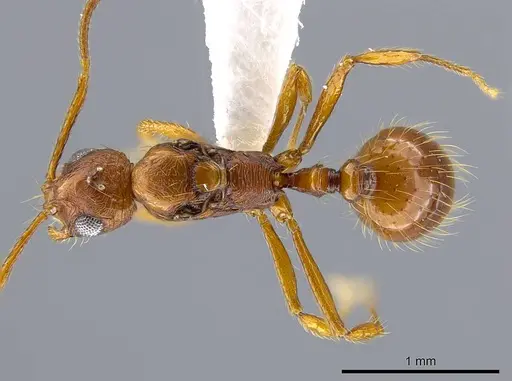 Megalomyrmex longinoi specimen CASENT0619100 image casent0619100_1