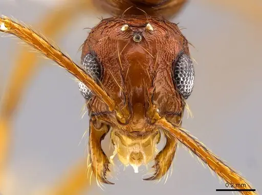 Megalomyrmex longinoi specimen CASENT0619100 image casent0619100_2