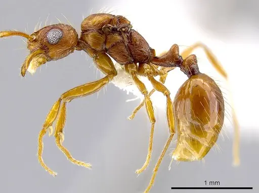 Megalomyrmex longinoi specimen CASENT0619100 image casent0619100_3