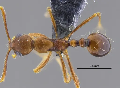 Megalomyrmex longinoi specimen CBUMAGENT41867 image cbumagent41867_1