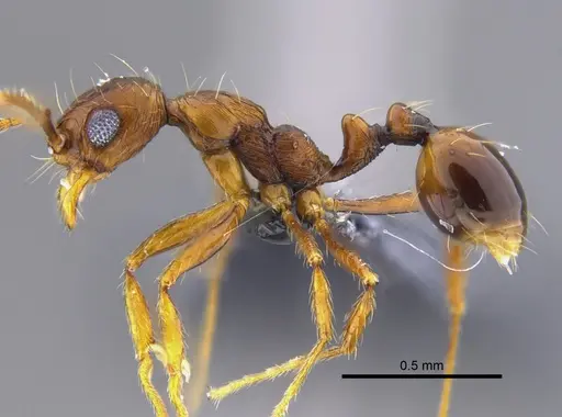 Megalomyrmex longinoi specimen CBUMAGENT41867 image cbumagent41867_3