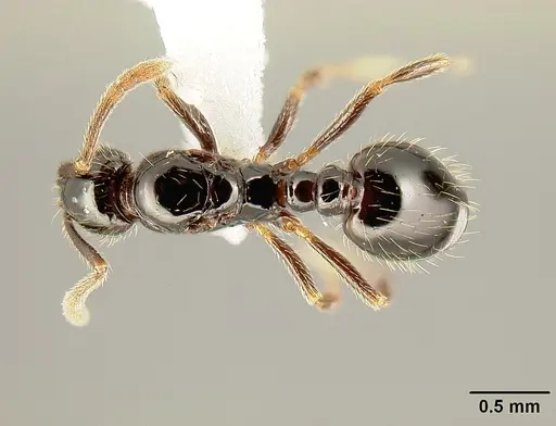 Megalomyrmex megadrifti specimen CASENT0611359 image casent0611359_1