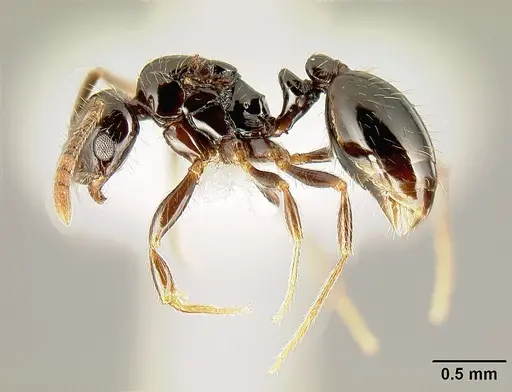 Megalomyrmex megadrifti specimen CASENT0611359 image casent0611359_3