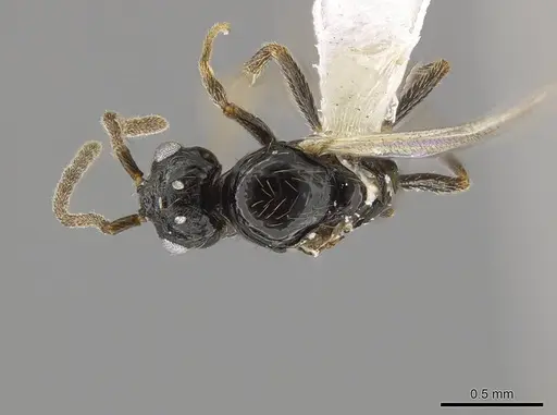Megalomyrmex megadrifti specimen CASENT0630906 image casent0630906_1
