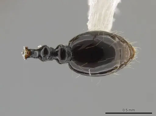 Megalomyrmex megadrifti specimen CASENT0630906 image casent0630906_2