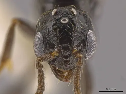 Megalomyrmex megadrifti specimen CASENT0630906 image casent0630906_3