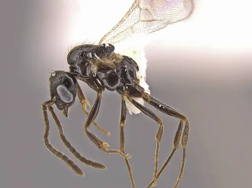 Megalomyrmex megadrifti specimen CASENT0630906 image casent0630906_4
