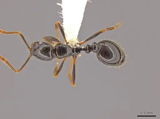 Megalomyrmex megadrifti specimen CASENT0630930 image casent0630930_1