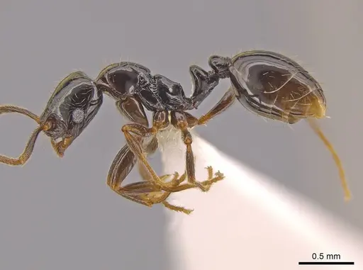 Megalomyrmex megadrifti specimen CASENT0630930 image casent0630930_4