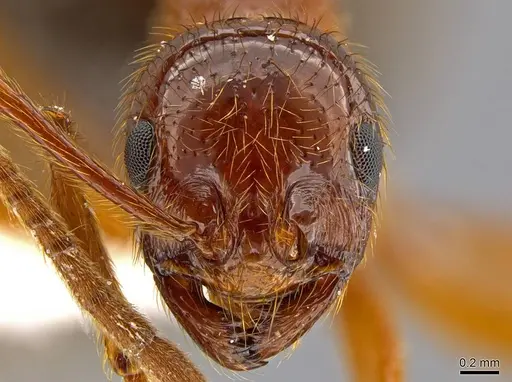 Megalomyrmex milenae specimen CASENT0630043 image casent0630043_1