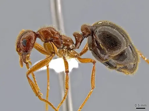 Megalomyrmex milenae specimen CASENT0630043 image casent0630043_2