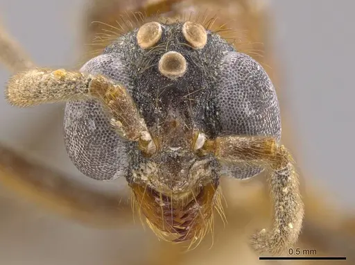Megalomyrmex milenae specimen CASENT0630869 image casent0630869_2