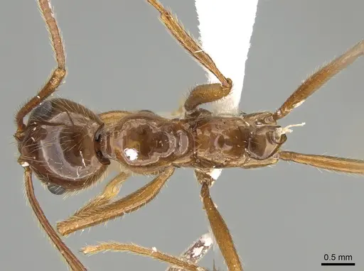 Megalomyrmex milenae specimen CASENT0630984 image casent0630984_1