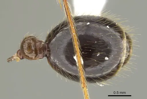Megalomyrmex milenae specimen CASENT0630984 image casent0630984_2