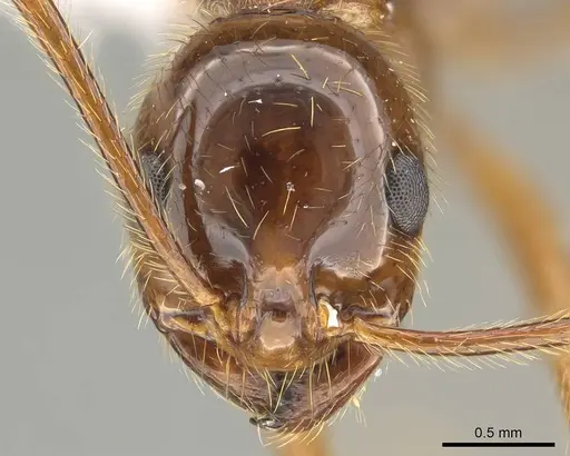 Megalomyrmex milenae specimen CASENT0630984 image casent0630984_3