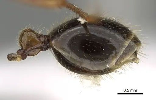 Megalomyrmex milenae specimen CASENT0630984 image casent0630984_5