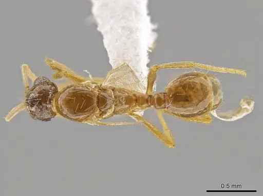 Megalomyrmex miri specimen CASENT0630868 image casent0630868_1