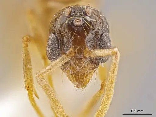 Megalomyrmex miri specimen CASENT0630868 image casent0630868_2