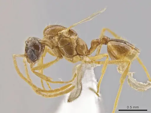 Megalomyrmex miri specimen CASENT0630868 image casent0630868_3
