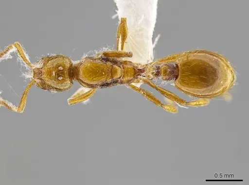 Megalomyrmex miri specimen CASENT0630875 image casent0630875_1