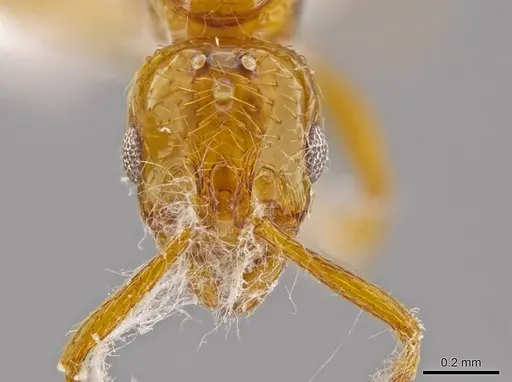 Megalomyrmex miri specimen CASENT0630875 image casent0630875_2