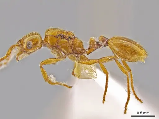 Megalomyrmex miri specimen CASENT0630875 image casent0630875_3