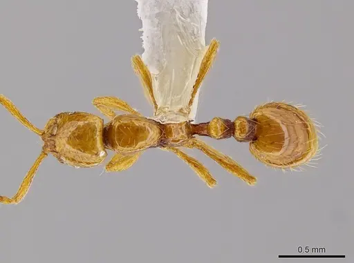 Megalomyrmex miri specimen CASENT0631003 image casent0631003_1