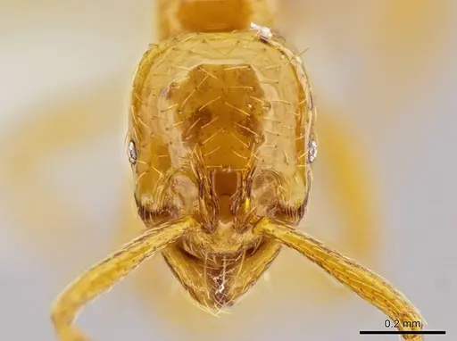 Megalomyrmex miri specimen CASENT0631003 image casent0631003_2