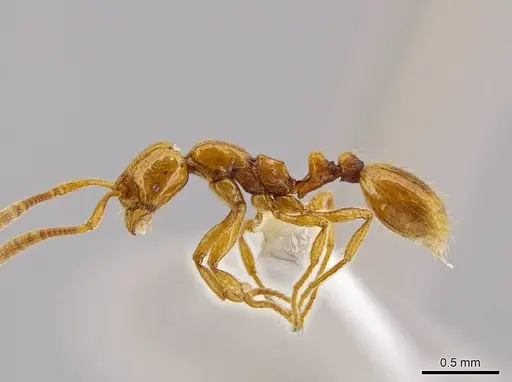 Megalomyrmex miri specimen CASENT0631003 image casent0631003_3