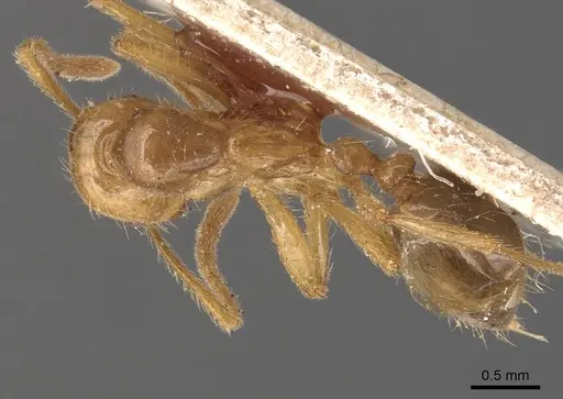 Megalomyrmex modestus specimen CASENT0904611 image casent0904611_1
